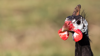 Funny ugly portrait of a Guinea Fowl bird. Guineafowl, Numida meleagrisare, are weird birds with white face, bald head and a crest