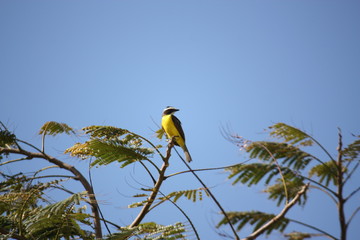 Oiseau Kikiwi (Tyran Kikiwi ou Quiquivi), Guyane française