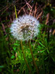 Dandelion