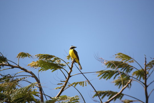 Oiseau Kikiwi (Tyran Kikiwi ou Quiquivi), Guyane fran&ccedil;aise