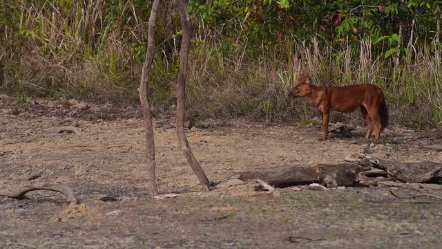 Asian wild dog living in tropical forest at Khao Yai National Park, Thailand