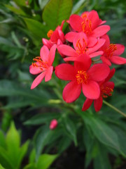 Wild Flowers of Saint Martin