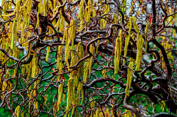 Bright Yellow Springtime Blooms on an Exotic Hazel Tree Against a Blurred Green Leaf Background