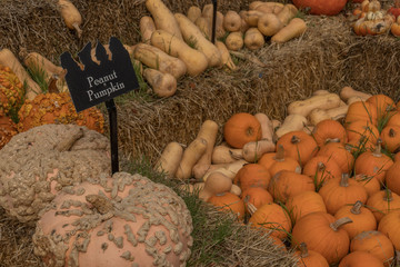 Pumpkins, gourds, and everything Fall