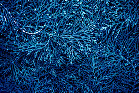  fresh blue pine leaves , Oriental Arborvitae, Thuja orientalis (also known as Platycladus orientalis) leaf texture background for design foliage pattern and backdrop