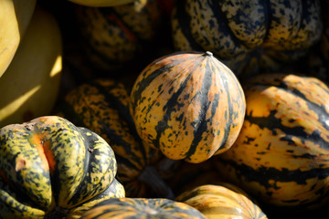 Acorn Squash Sunrise