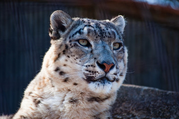 Close Up Snow Leopard