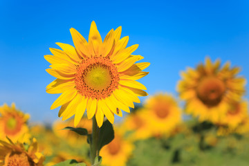 Sunflower under the blue sky.