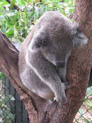 A Koala Sleeping in a Tree