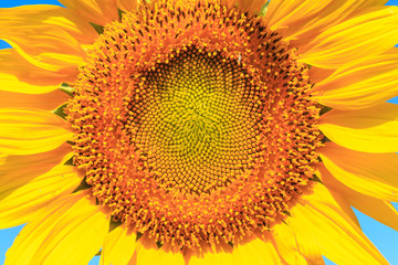 Sunflower under the blue sky.