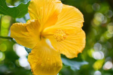 Bright Yellow Flower