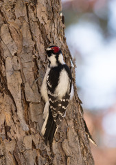 Male Downy Woodpecker With Tree Bark. His beautiful red, white and black plumage was photographed in natural light with a shallow depth of field. 
