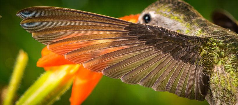 The perfect left wing of a hummingbird
