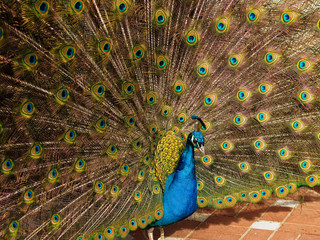 Obraz premium Peacock