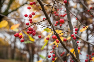 branch with yellow leaves and red berries in fall