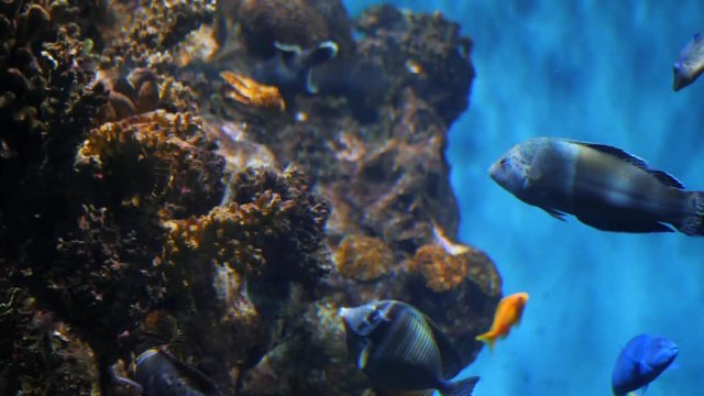 Colorful aquarium fish swimming in ocean corals. Underwater Tropical Fishes with Clownfish. Picture of wonderful and beautiful flora and fauna in the reef. Slow motion footage