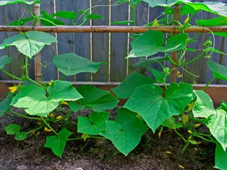 cucumber plants growing in vegetable garden