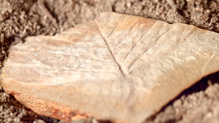 Close up of leaf fossil fossilized rock from same Oregon formations as John Day Fossil Beds national monument 2