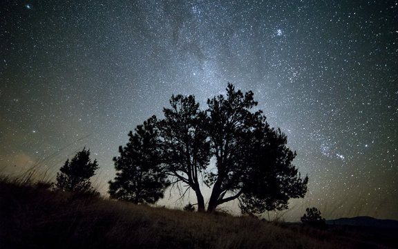 Lone Western Juniper Tree and Milky Way at night sky with stars