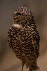 Owl Side Profile