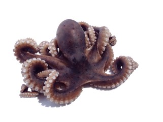 Octopus isolated 