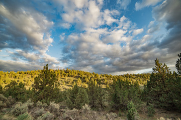 Dramatic sunset over a juniper forest