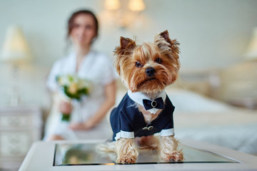 Terrier dressed as a groom in the bedroom of the bride. Bride with bouquet and white gown