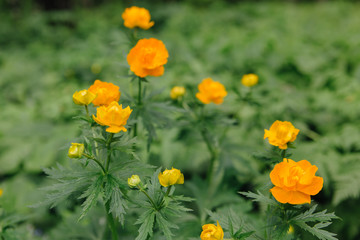 Globeflower on background of green leaves