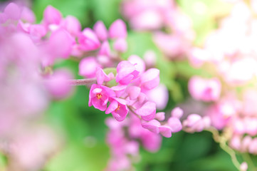 Fototapeta na wymiar pink flowers selective focus