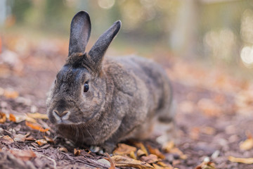 Gray and white domestic bunny rabbit in soft lighting and shallow depth of field in Autumn garden 