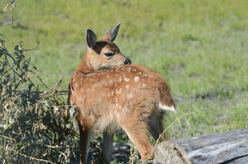 Fawn in meadow