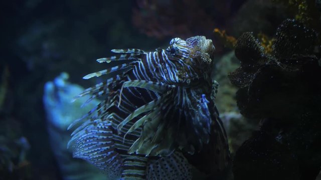 Very curious Common Lionfish coming very close to investigate the camera. Devil firefish Pterois miles on a background of a coral reef. in aquarium. Slow motion.