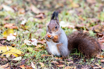 Naklejka na ściany i meble red squirrel sitting on fallen dry brown leaves and eating nut
