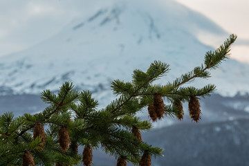 December Mt. Hood and Pine Cones