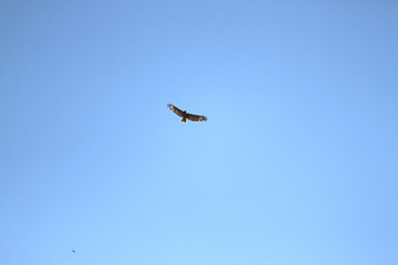 A bird flying high above