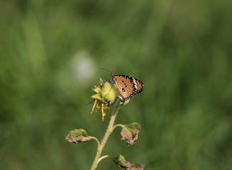Beautiful butterfly in the garden