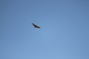 A bird flying high above