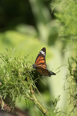 Beautiful butterfly in the garden