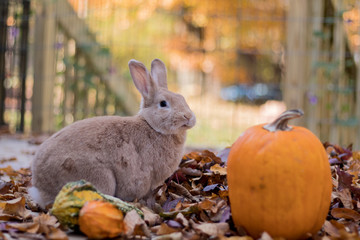 Fototapeta premium Beautiful tan and rufous domestic bunny rabbit munches on fresh leaves in the fall