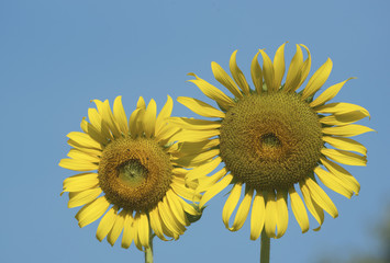 Two sunflowers in the garden