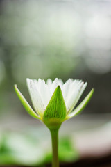 lotus with blurred background.