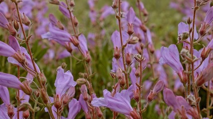 Bright purple Barrett's Penstemon wildflowers macro Mt. Hood Oregon Cascades 273 © Tyler Hulett