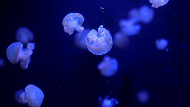 Beautiful colorful glowing jellyfishes in macro closeup shot swimming in aquarium pool with blue background. Mastigias papua underwater flowing particles. Slow motion.