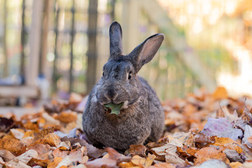 Adorable gray and white domestic bunny rabbit munches on fresh leaves in the fall