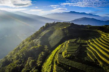 tea plantation in high mountains - 178765785