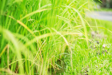 rice plants with backdrop.