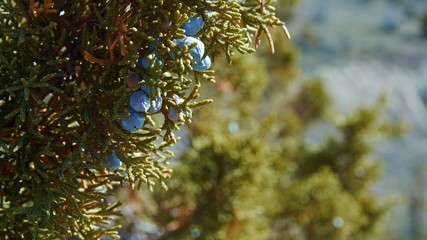 Detail of western juniper berries macro Spring Sutton Mountain John Day Great Basin High Desert Columbia Plateau