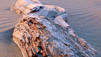 Driftwood macro at sunset on sand at beach Oregon Coast Oregon 12