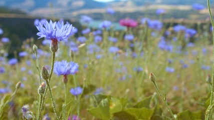 Field bloom of blue bachelor's button cornflower and Columbia River 4 Rowena Crest Columbia River Gorge Wildflower Meadow
