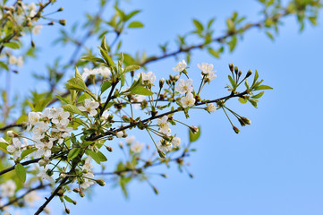 Spring blossom background
